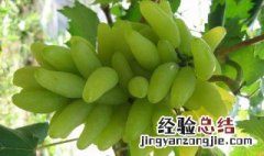 庭院适合种什么品种的大葡萄 这几个品种最适合