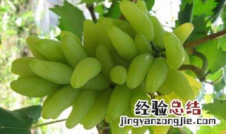 庭院适合种什么品种的大葡萄 这几个品种最适合