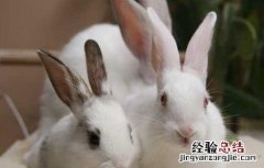 兔子吃什么食物最健康 兔子吃什么食物