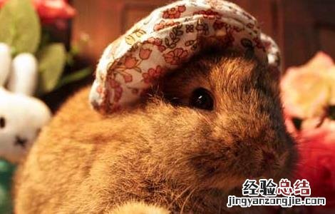 家养垂耳兔应该怎么养 垂耳兔怎么养最好