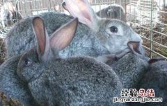 兔粪的利用及处理方法 兔粪的利用及处理方法图片