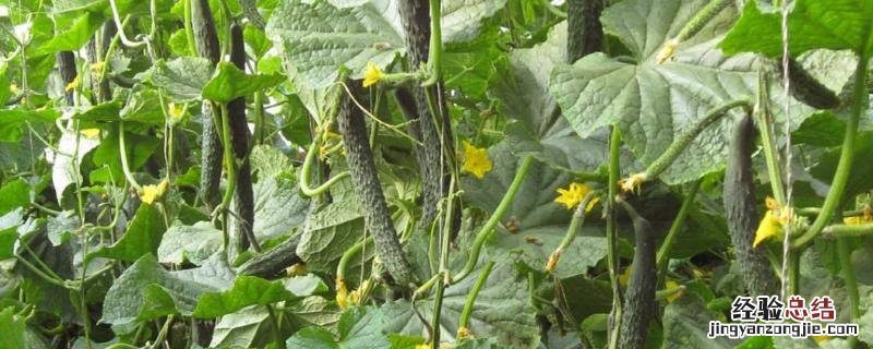 2月适合种植什么菜，2月适合种植什么水果