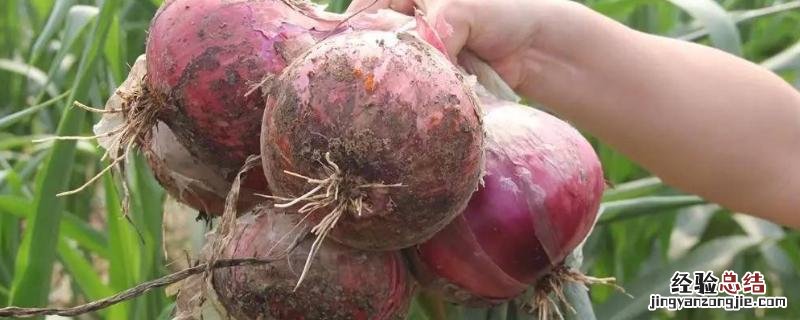 洋葱发芽怎么种植,洋葱盆栽怎么用水培