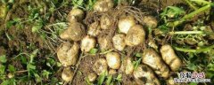 土豆用什么肥料高产，土豆怎么种植 土豆用啥肥料种增产