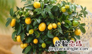 室内桔子树如何施肥 室内桔子树如何施肥图片
