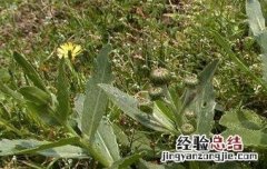 刺菜煮水喝有什么作用 刺菜煮水喝有什么作用吗
