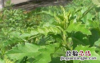刺菜煮水喝有什么作用 刺菜煮水喝有什么作用吗