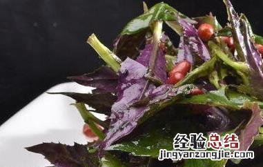 紫背天葵怎么吃好 紫背天葵怎么吃