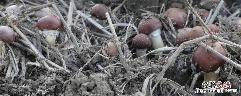 赤松茸的种植栽培技术,亩效益一般是多少