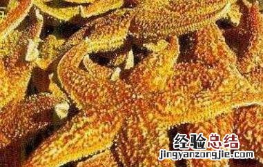 海星能吃吗 蓝色海星能吃吗