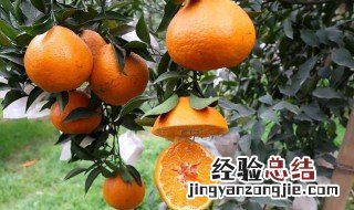丑橘的功效与作用及营养价值 丑橘的功效与作用