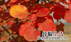 秋的拼音 秋的拼音是什么