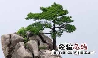 松的拼音 松的拼音是什么