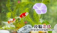 鱼的拼音 鱼的拼音是什么