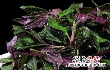 观音菜怎么做好吃又简单 观音菜怎么做好吃