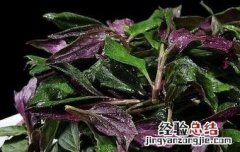 观音菜怎么做好吃又简单 观音菜怎么做好吃