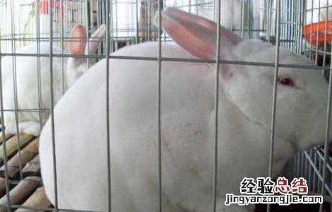 夏季兔子养殖管理技术 冬天兔子养殖技术大全