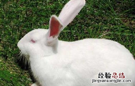 夏季兔子养殖管理技术 冬天兔子养殖技术大全