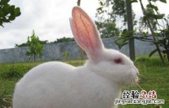夏季兔子养殖管理技术 冬天兔子养殖技术大全