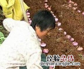 洋葱怎么种植的 洋葱怎么种植的?