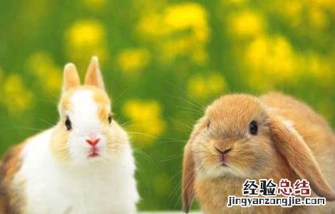 宠物兔养殖有哪些注意事项呢 宠物兔养殖有哪些注意事项