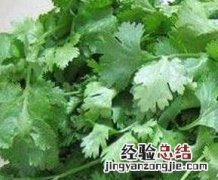 芫荽的功效与作用禁忌百度百科 芫荽的功效与作用