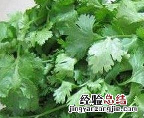 芫荽的功效与作用禁忌百度百科 芫荽的功效与作用