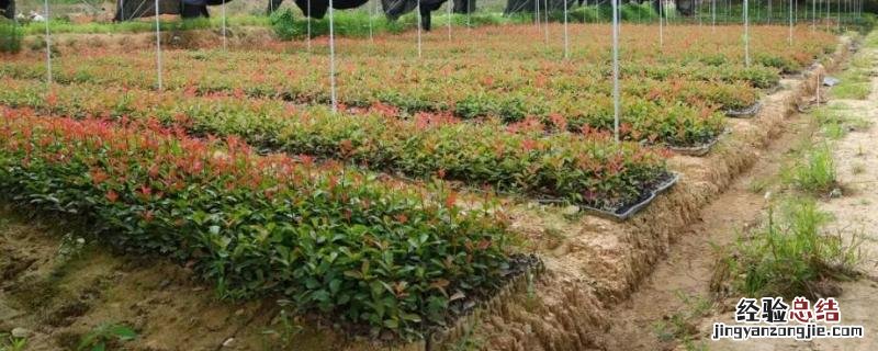 现代农业发展模式主要包括,生态农业利用的两条基本原理