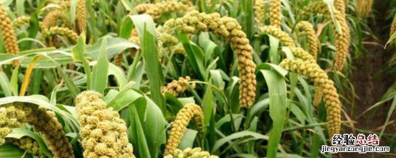 小米农民为什么不种植,小米种植每亩产多少