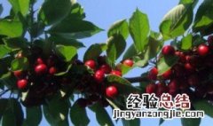 大棚樱桃早熟品种有几种 大棚樱桃早熟品种介绍