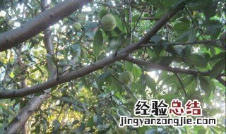 什么果树喜阴不喜阳 果树耐阴和耐阳的区别