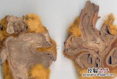 狗脊图片大全 狗脊