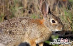 野兔子的特点和生活特征 野兔的生活习性