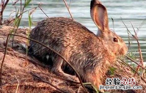 野兔子的特点和生活特征 野兔的生活习性
