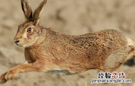 野兔子的特点和生活特征 野兔的生活习性