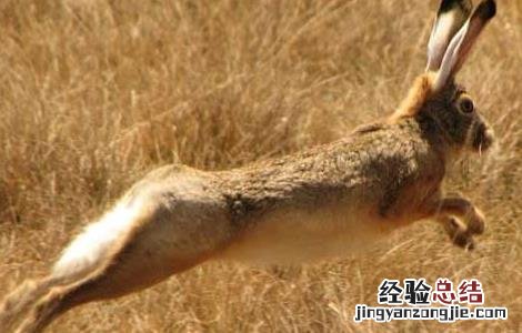 野兔子的特点和生活特征 野兔的生活习性