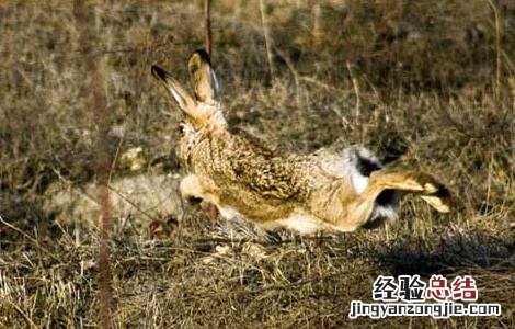 野兔子的特点和生活特征 野兔的生活习性