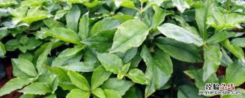 太子参如何种植产量高 太子参高产量种植技术,附管理方法