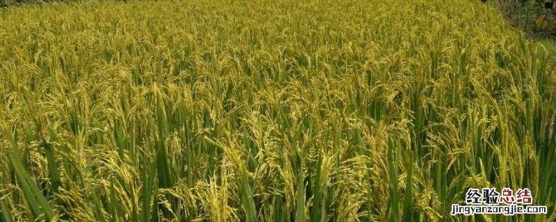 中国历史时期南方一年两熟制,主要实行稻麦轮作,中国古代主要耕作方式是