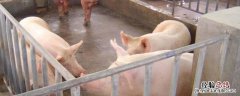 农村简单猪栏建法，猪栏用什么消毒液较好