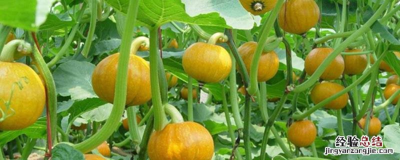立春种植哪些农作物和蔬菜，立春有什么讲究和禁忌
