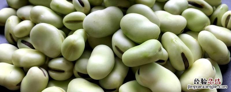 蚕豆是什么豆 蚕豆是什么