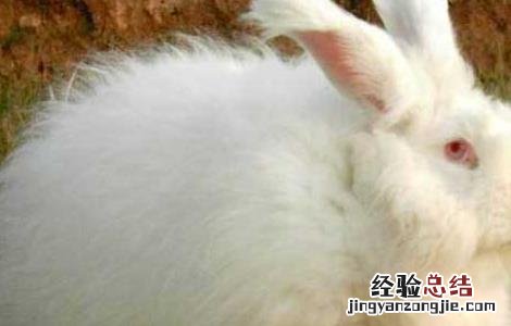 长毛兔养殖技术视频 长毛兔高效养殖技术