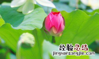 莲叶何田田一诗中田田是什么意思 莲叶何田田古诗介绍