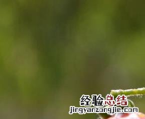 樱桃小番茄的种植方法视频 樱桃小番茄的种植方法