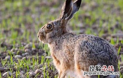 野兔养殖场建设要求 野兔养殖基地的建设养殖技术