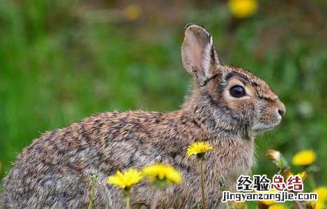 野兔的养殖前景怎么样 野兔的养殖前景