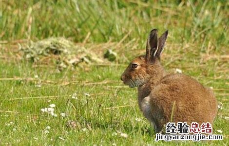 野兔的养殖前景怎么样 野兔的养殖前景