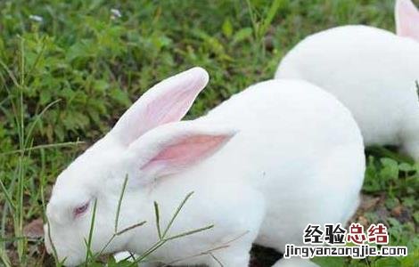 野兔人工养殖技术与管理 野兔人工养殖技术