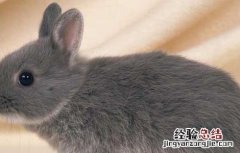 野兔人工养殖技术与管理 野兔人工养殖技术